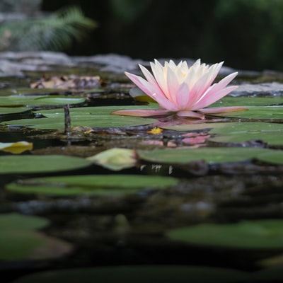 Pink and white lotus flower in the daytime
